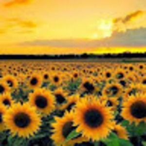 Meet your Posher, Annika